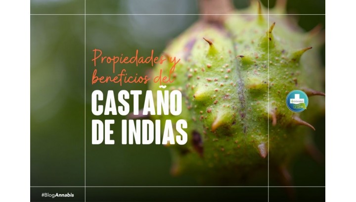 Propiedades y beneficios del castaño de indias